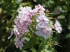 Bugás lángvirág - Phlox paniculata "Twister"