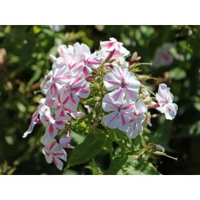 Bugás lángvirág - Phlox paniculata "Twister"