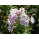 Bugás lángvirág - Phlox paniculata "Twister"