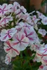 Bugás lángvirág - Phlox paniculata "Twister"