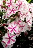 Bugás lángvirág - Phlox paniculata "Twister"