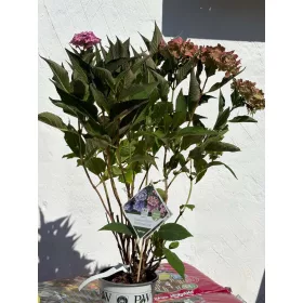   Hegyi hortenzia – Hydrangea serrata ‘Flairs&Flavours® Frozen Smoothie’ K3