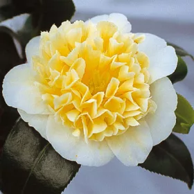   Camelia Japonica "Jury's Yellow" - Japán Kamélia