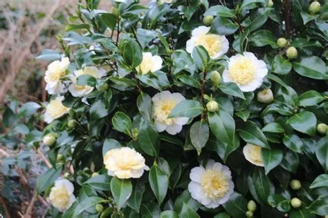 Camelia Japonica "Jury's Yellow" - Japán Kamélia