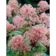 Kaliforniai orgona - Táskavirág - Ceanothus "Marie Simon"
