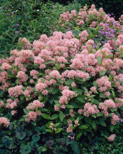 Kaliforniai orgona - Táskavirág - Ceanothus "Marie Simon"