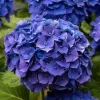 Kerti hortenzia - Hydrangea macrophylla Little XS Purple