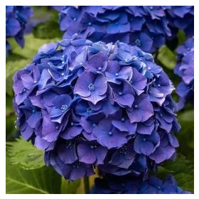 Kerti hortenzia - Hydrangea macrophylla Little XS Purple