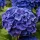 Kerti hortenzia - Hydrangea macrophylla Little XS Purple