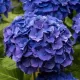 Kerti hortenzia - Hydrangea macrophylla Little XS Purple