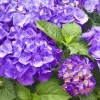 Kerti hortenzia - Hydrangea macrophylla Little XS Purple