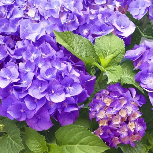 Kerti hortenzia - Hydrangea macrophylla Little XS Purple