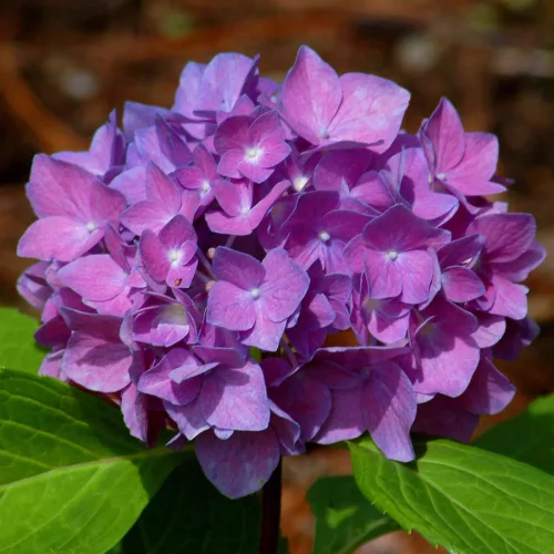 Kerti hortenzia - Hydrangea macrophylla Little XS Purple