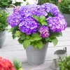 Kerti hortenzia - Hydrangea macrophylla Little XS Purple