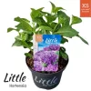 Kerti hortenzia - Hydrangea macrophylla Little XS Purple