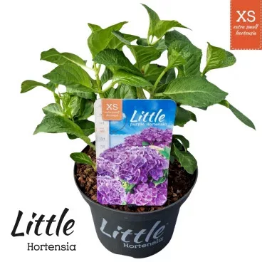 Kerti hortenzia - Hydrangea macrophylla Little XS Purple