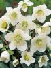 Hunyor - Helleborus niger "Heavenly"