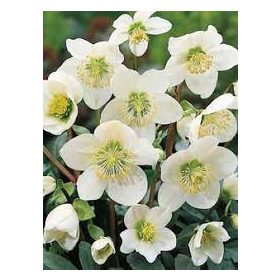 Hunyor - Helleborus niger "Heavenly"