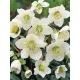 Hunyor - Helleborus niger "Heavenly"