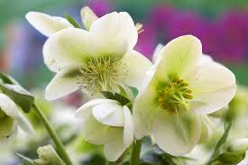 Hunyor - Helleborus niger "Heavenly"