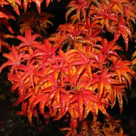 Japán juhar - Acer palmatum "Shishigashira" K5