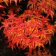 Japán juhar - Acer palmatum "Shishigashira" K5