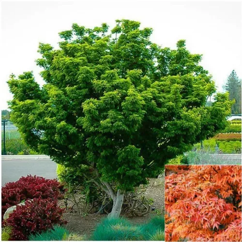 Japán juhar - Acer palmatum "Shishigashira" K5
