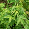 Japán juhar - Acer palmatum "Shishigashira" K5
