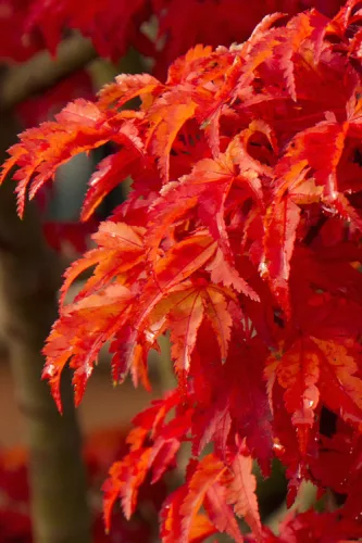 Japán juhar - Acer palmatum "Shishigashira" K5