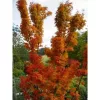 Japán juhar - Acer palmatum "Shishigashira" K5