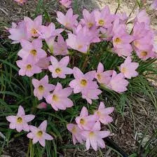 Habranthus robustus - Rózsaszín tündérliliom