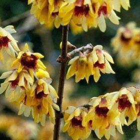 Illatos tündérfa - Chimonanthus praecox