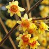 Illatos tündérfa - Chimonanthus praecox