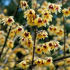 Illatos tündérfa - Chimonanthus praecox