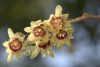 Illatos tündérfa - Chimonanthus praecox
