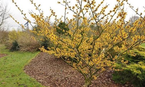 Illatos tündérfa - Chimonanthus praecox