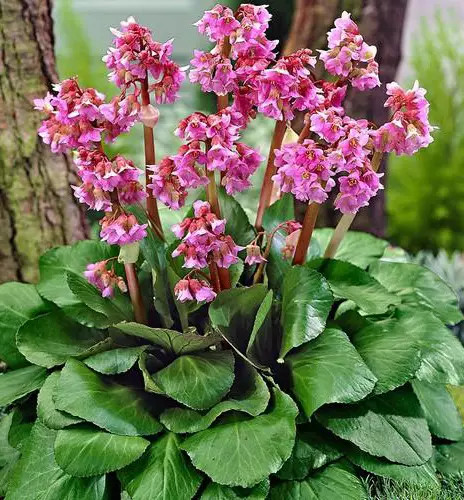 Bőrlevél - Bergenia cordifolia " Shoeshine Rose" - cs15