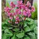 Bőrlevél - Bergenia cordifolia " Shoeshine Rose" - cs15