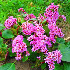 Bőrlevél - Bergenia cordifolia " Shoeshine Rose" - cs15