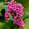 Bőrlevél - Bergenia cordifolia " Shoeshine Rose" - cs15