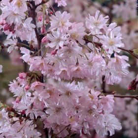 Japán díszcseresznye - Prunus subhirtella ‘Autumnalis’  