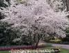 Japán díszcseresznye - Prunus subhirtella ‘Autumnalis’  