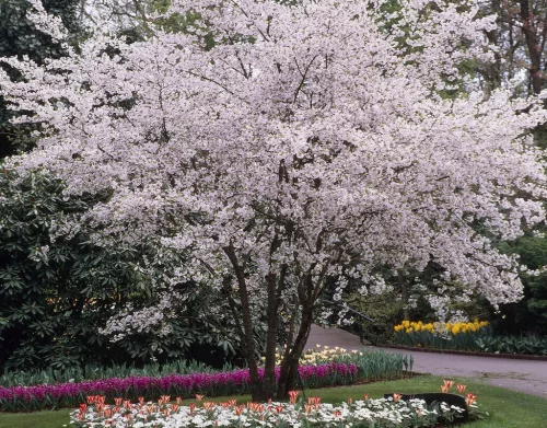 Japán díszcseresznye - Prunus subhirtella ‘Autumnalis’  
