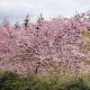 Japán díszcseresznye - Prunus subhirtella ‘Autumnalis’  