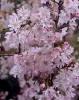 Japán díszcseresznye - Prunus subhirtella ‘Autumnalis’  