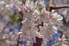Japán díszcseresznye - Prunus subhirtella ‘Autumnalis’  