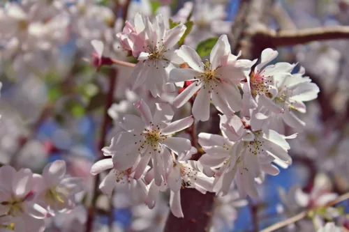 Japán díszcseresznye - Prunus subhirtella ‘Autumnalis’  