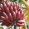 Vörös héjú banán - Musa acuminata 'Red Dacca'