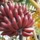 Vörös héjú banán - Musa acuminata 'Red Dacca'
