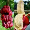 Vörös héjú banán - Musa acuminata 'Red Dacca'